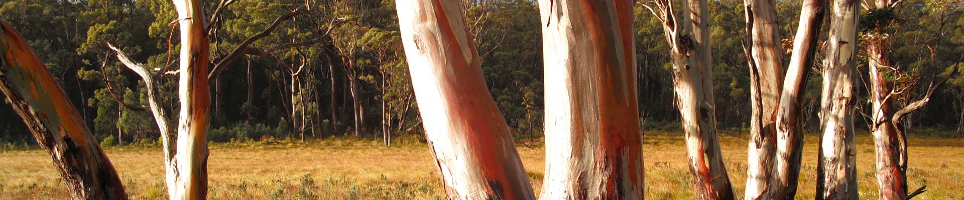 Snow Gums