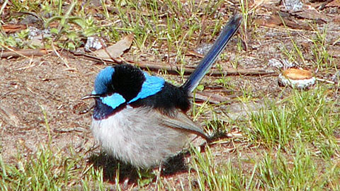 superb fairy wren 480